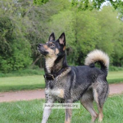 Photo 1/1 Molly Chien lost in Henin beaumont