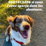 Picture of dog lost at Cubzac Les Pont