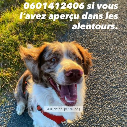Photo 1/1 Tiguer Chien lost in Cubzac les pont