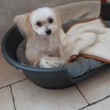 Picture of dog lost at Issoire