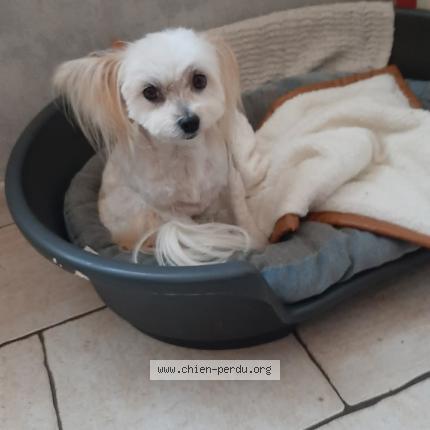 Photo 1/1 Nais Chien lost in Issoire