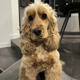 Picture of dog lost at Chaponost