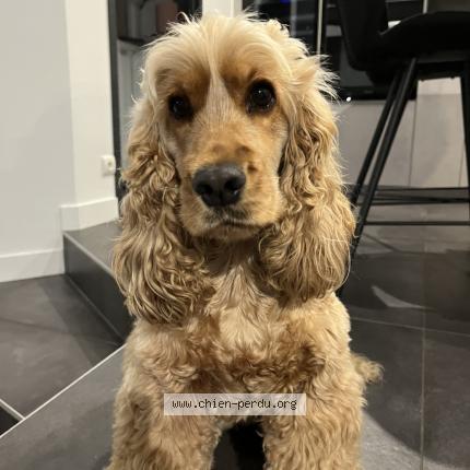 Photo 1/1 STELLA Chien lost in Chaponost