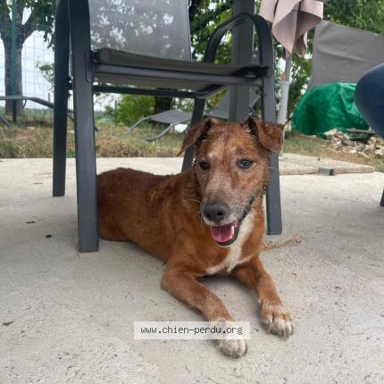 Photo 1/1 Found dog Found in Linars