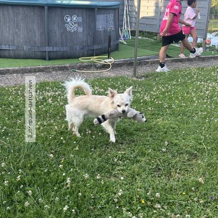 Photo 1/1 Milo Chien lost in Farebersviller