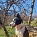 Picture of dog lost at Clery