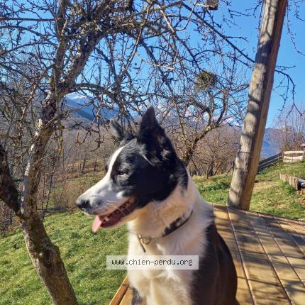 Photo 1/1 Ublime Chien lost in Clery