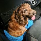Picture of dog found at Vers