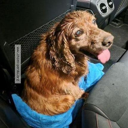 Photo 1/1 Found dog Found in Vers