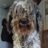 Picture of dog lost at Saint Hilaire Sur Erre