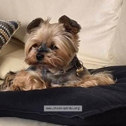 Photo 1/1 Mila   VOLEE Chien lost in Muret