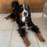 Picture of dog lost at Argonay