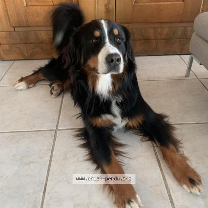 Photo 1/1 Rodrigo Chien lost in Argonay