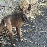 Picture of dog found at Vertou