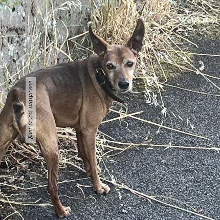 Photo 1/1 Found dog Found in Vertou