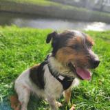 Picture of dog lost at Saint Amand Montrond