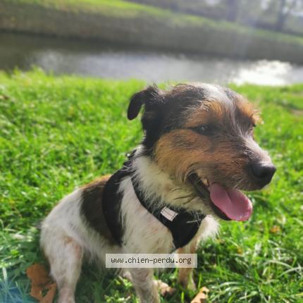 Photo 1/1 Joy Chien lost in Saint amand montrond