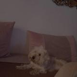 Picture of dog lost at Alger