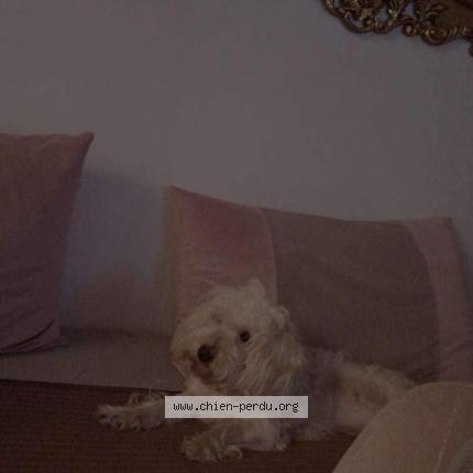 Photo 1/1 Dana Chien lost in Alger