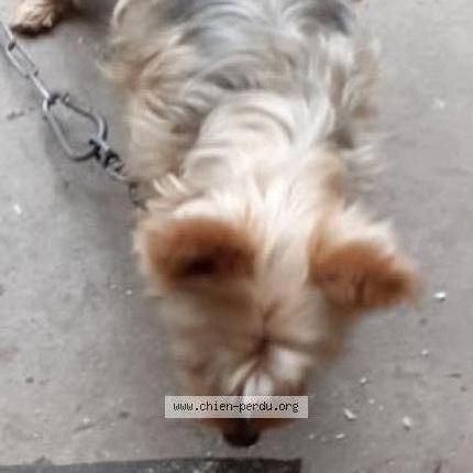 Photo 1/1 Tom Chien lost in Toulouse