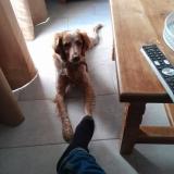 Picture of dog lost at Chateauroux Les Alpes