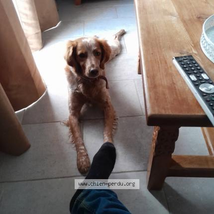 Photo 1/1 Sun Chien lost in Chateauroux les alpes