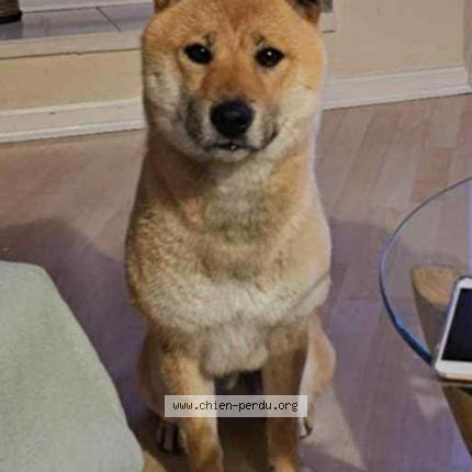 Foto van vermiste hond in Kraainem