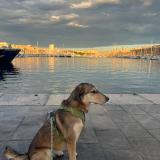 Picture of dog lost at Marseille