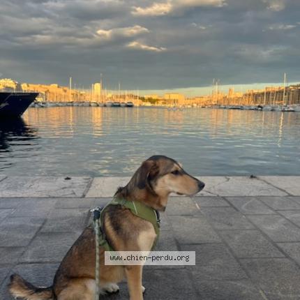 Photo 1/1 Riley Chien lost in Marseille