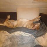 Picture of dog lost at Besancon