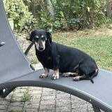 Picture of dog lost at Royan