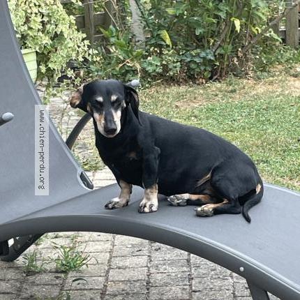 Photo 1/1 Nonoche Chien lost in Royan