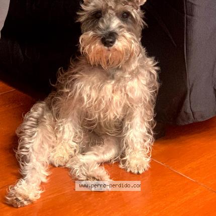 Photo 1/1 Rako Chien lost in Lima