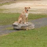 Picture of dog lost at Coursac