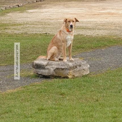 Photo 1/1 Ukyta Chien lost in Coursac