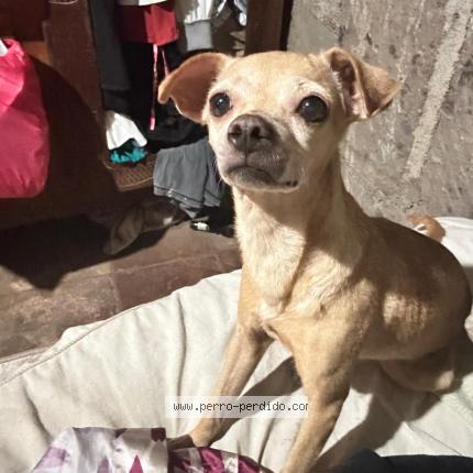 Photo 1/1 KHLOE Chien lost in Managua