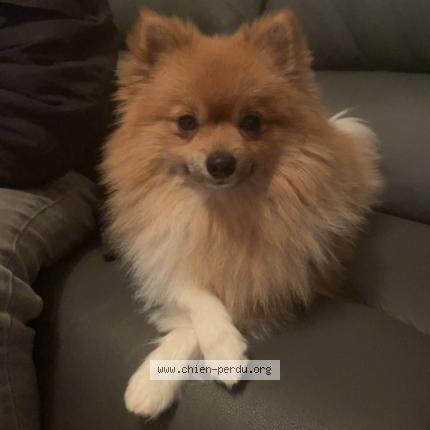 Photo 1/1 Diego Chien lost in Verneuil sur avre