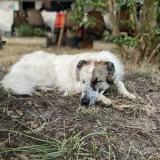 Picture of dog lost at Lugos