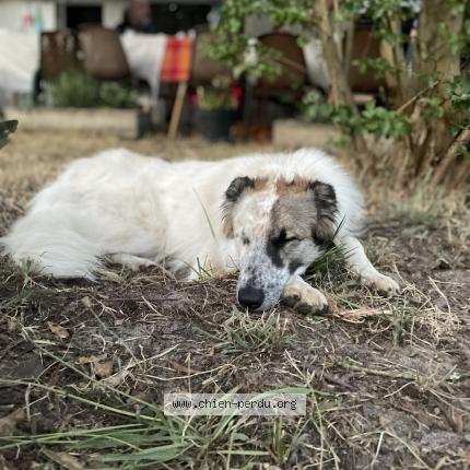 Photo 1/1 Ula Chien lost in Lugos