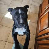 Picture of dog lost at Lesquerde