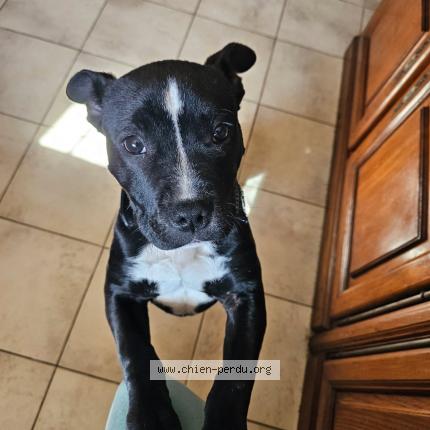 Photo 1/1 Bud Chien lost in Lesquerde