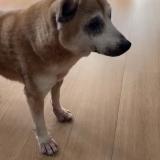 Picture of dog lost at Evry