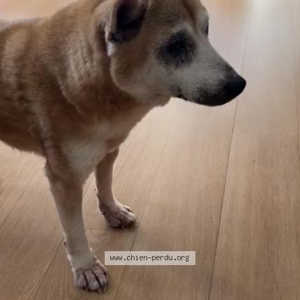 Photo 1/1 Roxy Chien lost in Evry