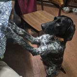 Picture of dog lost at Le Louroux Beconnais