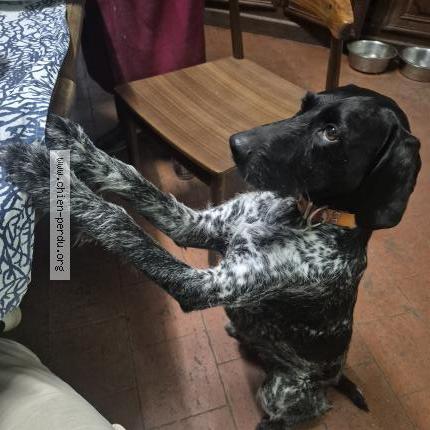 Photo 1/1 Magnanne Chien lost in Le louroux beconnais