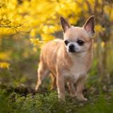 Picture of dog lost at Bel Air De Combree