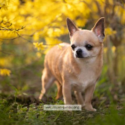 Photo 1/1 Iphi Genie Chien lost in Bel air de combree