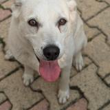 Picture of dog lost at Soues