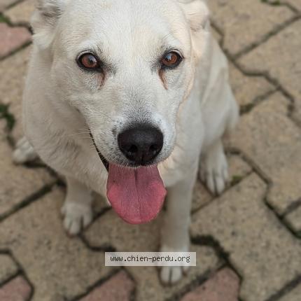 Photo 1/1 Laika Chien lost in Soues