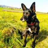 Picture of dog lost at Montbellet